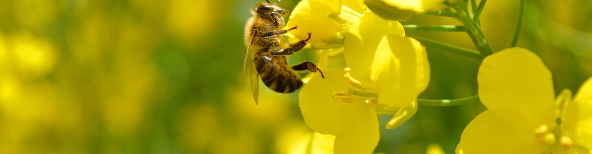 Biene_Feld