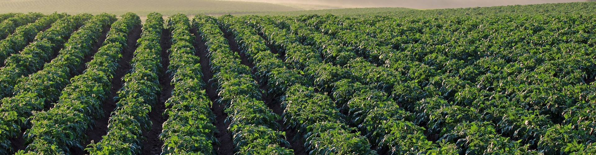 Kartoffelanbau
